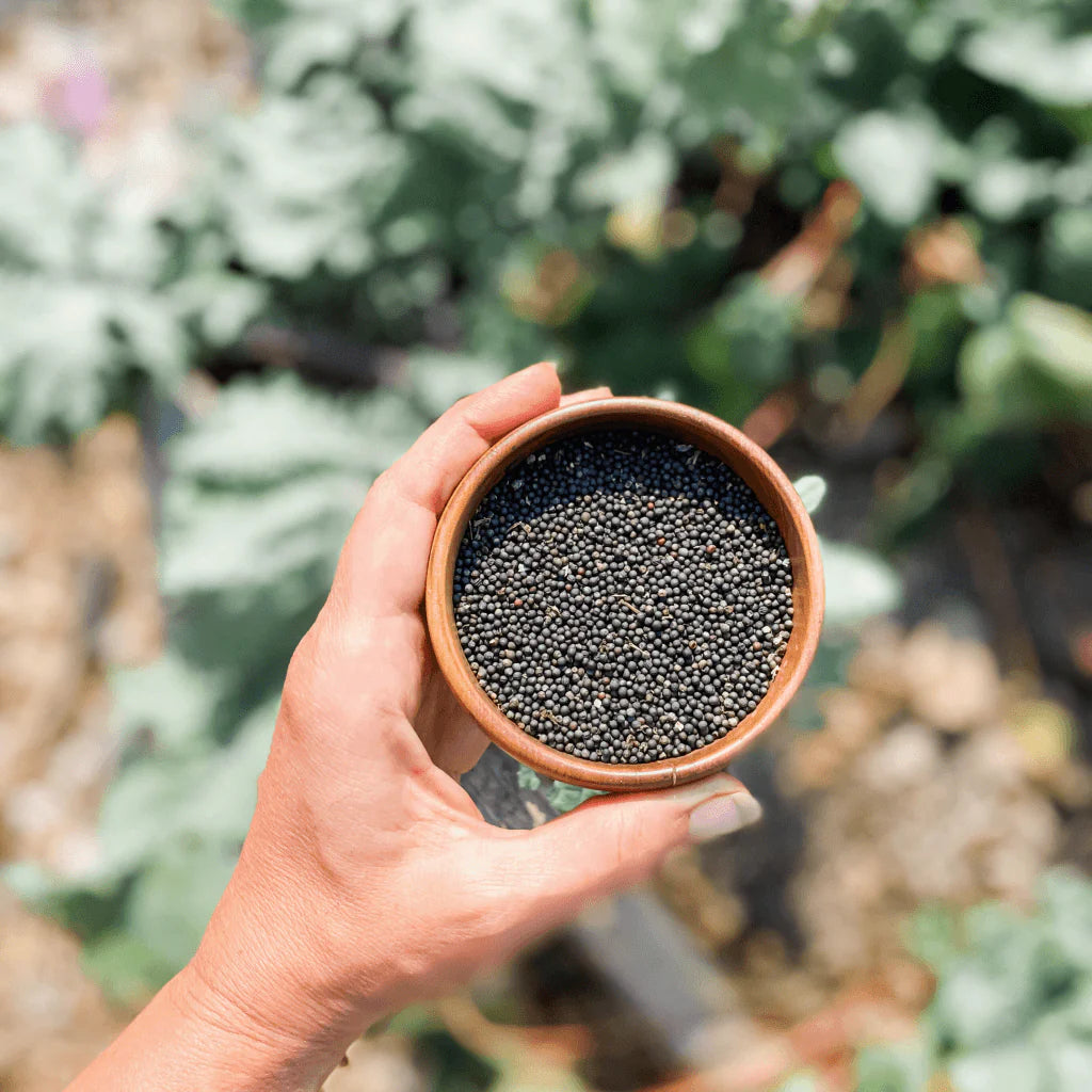 Kale Plant Seeds for Planting