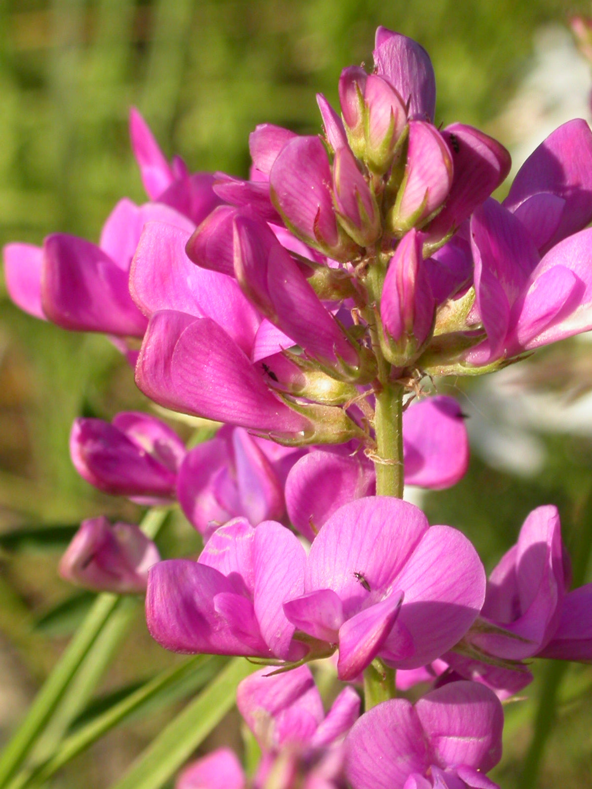 Utah sweetvetch seeds for meadow and restoration projects