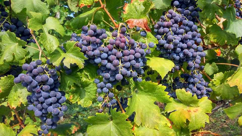 Uva Rara Grape (Vitis vinifera) – Rich, Sweet, and Juicy Table Grape