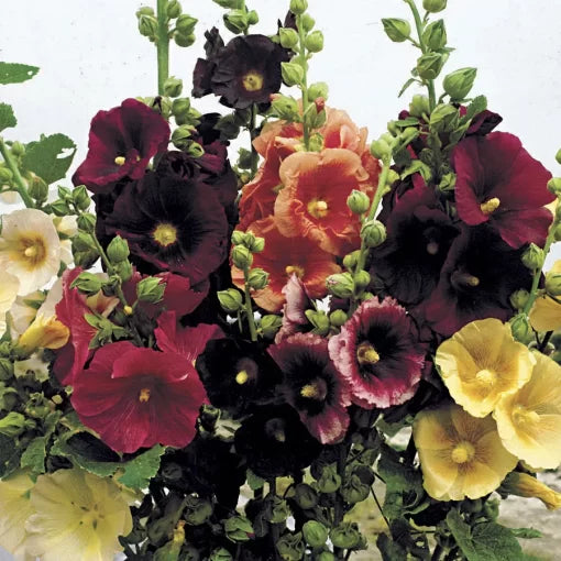 Old Barnyard Hollyhock Seeds Traditional Country Garden Hollyhocks High Germination Garden Seeds heirloom non-gmo seeds