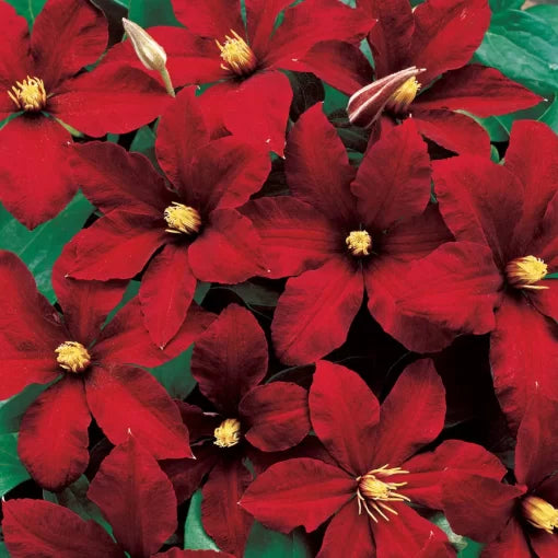 Niobe Clematis Seeds Rich Red Clematis Flower Vine High Germination Garden Seeds heirloom non-gmo seeds