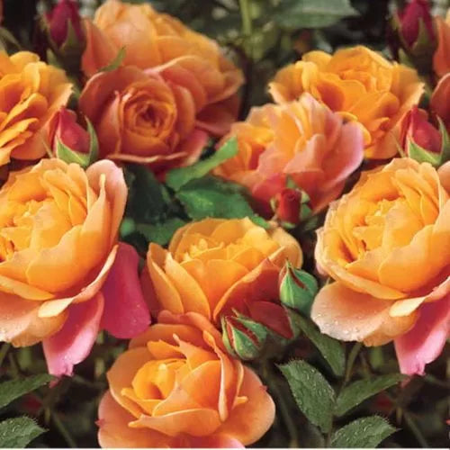 Disneyland Floribunda Rose Seeds Orange-Pink Multitone Floribunda High Germination Garden Seeds heirloom non-gmo seeds