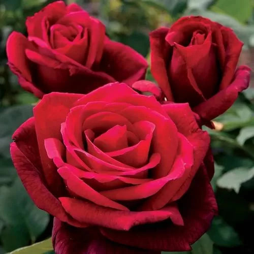 Mister Lincoln Hybrid Tea Rose Seeds Deep Crimson Rose High Germination Garden Seeds heirloom non-gmo seeds