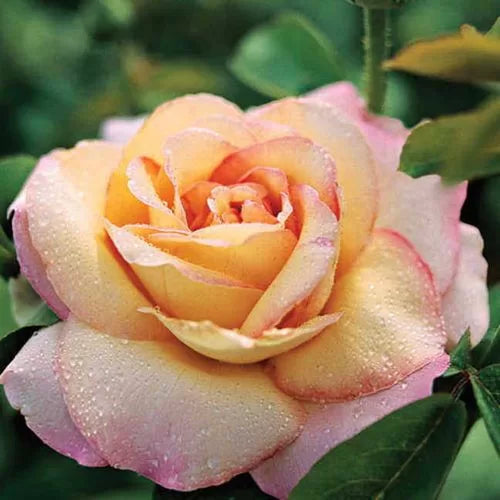 Peace Hybrid Tea Rose Seeds Classic Pastel Yellow-Pink Rose High ...