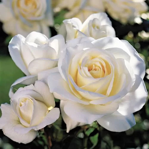 Moondance Floribunda Rose Seeds Cream-White Continuous Bloom Rose High Germination Garden Seeds heirloom non-gmo seeds