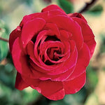 Don Juan Climbing Rose Seeds Velvety Red Climbing Rose High Germination Garden Seeds heirloom non-gmo seeds