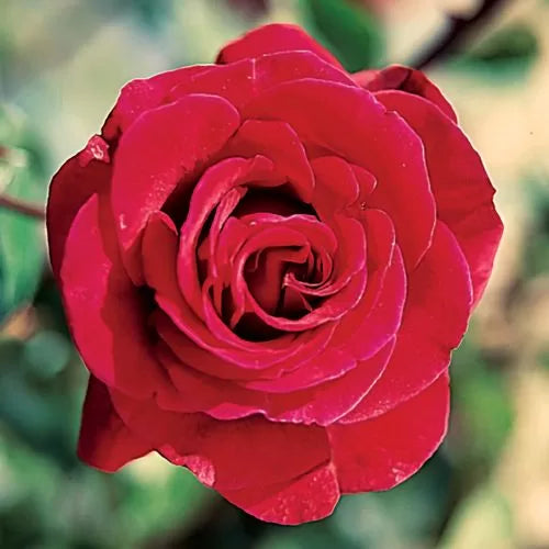 Don Juan Climbing Rose Seeds Velvety Red Climbing Rose High Germination Garden Seeds heirloom non-gmo seeds
