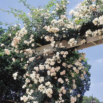 Dawn Climbing Rose Seeds Soft Pink Vigorous Climbing Rose High Germination Garden Seeds heirloom non-gmo seeds
