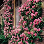 Zephirine Drouhin Climbing Rose Seeds Thornless Raspberry-Pink Rose High Germination Garden Seeds heirloom non-gmo seeds