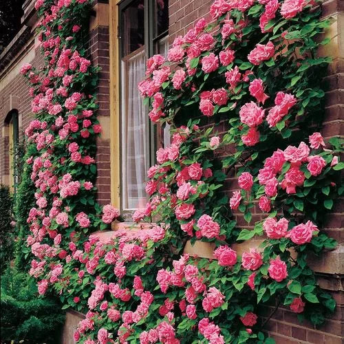 Zephirine Drouhin Climbing Rose Seeds Thornless Raspberry-Pink Rose High Germination Garden Seeds heirloom non-gmo seeds
