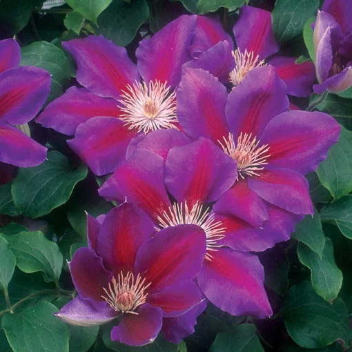 Anna Louise Clematis Seeds Large-Flower Bi-Color Clematis Vine High Germination Garden Seeds heirloom non-gmo seeds