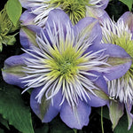 Crystal Fountain Clematis Seeds Double-Layer Lavender Clematis Blooms High Germination Garden Seeds heirloom non-gmo seeds