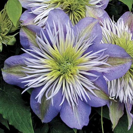 Crystal Fountain Clematis Seeds Double-Layer Lavender Clematis Blooms High Germination Garden Seeds heirloom non-gmo seeds