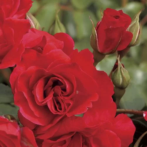 Crush on You Floribunda Rose Seeds Scarlet Red Floribunda Rose High Germination Garden Seeds heirloom non-gmo seeds