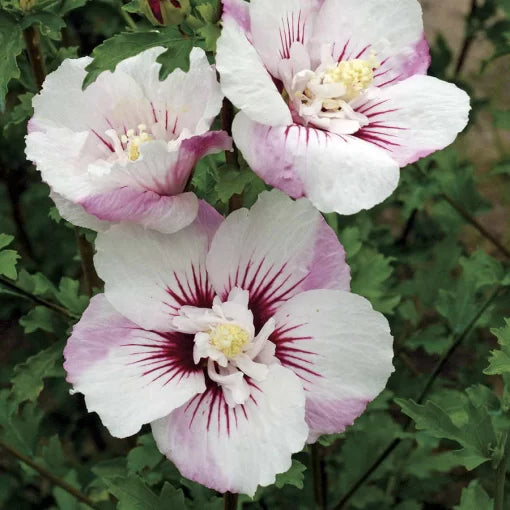 Rose of Sharon Seeds Fiji Rose of Sharon Hardy Garden Shrub High Germination Garden Seeds heirloom non-gmo seeds