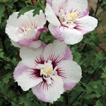 Rose of Sharon Seeds Fiji Rose of Sharon Hardy Garden Shrub High Germination Garden Seeds heirloom non-gmo seeds