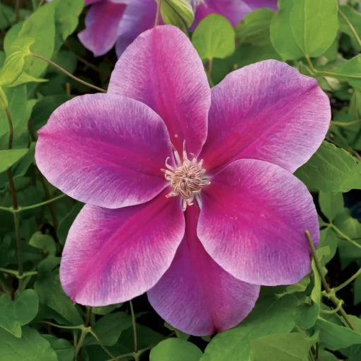 Kilian Donahue Clematis Seeds Two-Tone Shifting Clematis Blooms High Germination Garden Seeds heirloom non-gmo seeds