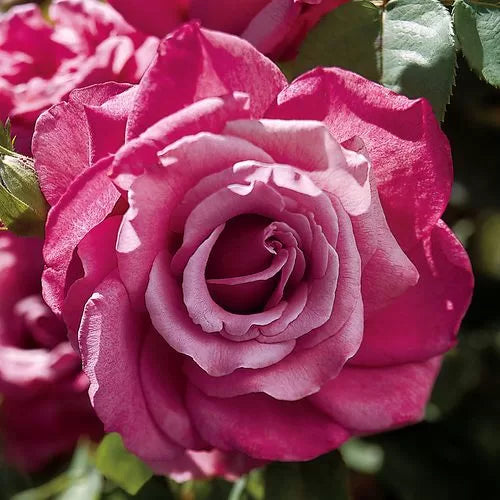 Hybrid Tea Rose Seeds Antique Purple-Lavender Rose High Germination Garden Seeds heirloom non-gmo seeds