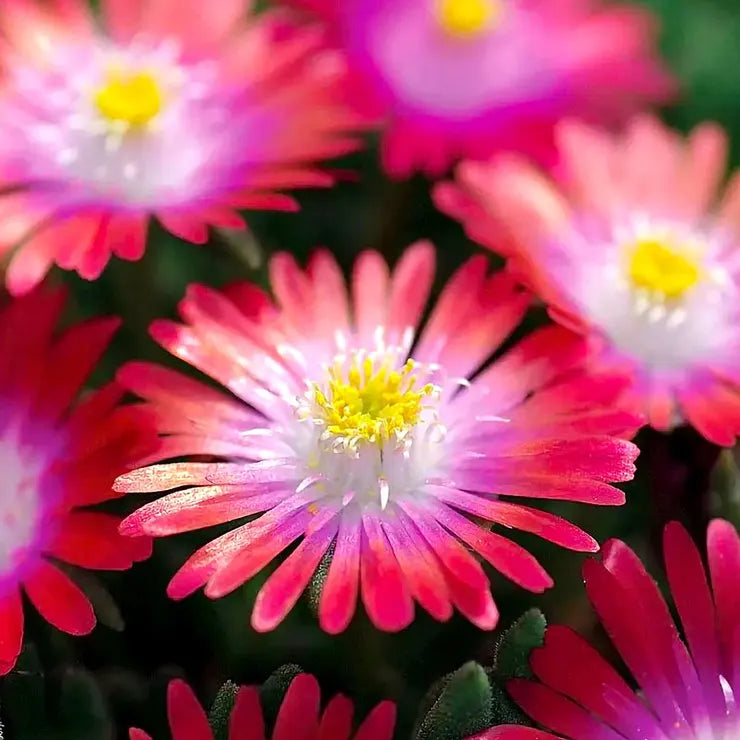 Delosperma Saucy Strawberry Seeds