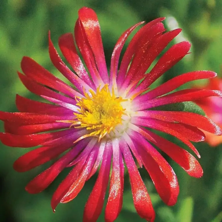 Delosperma Saucy Strawberry Seeds