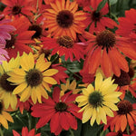 Echinacea Cheyenne Spirit Seeds Tall Rustic Coneflower Variety High Germination Garden Seeds heirloom non-gmo seeds