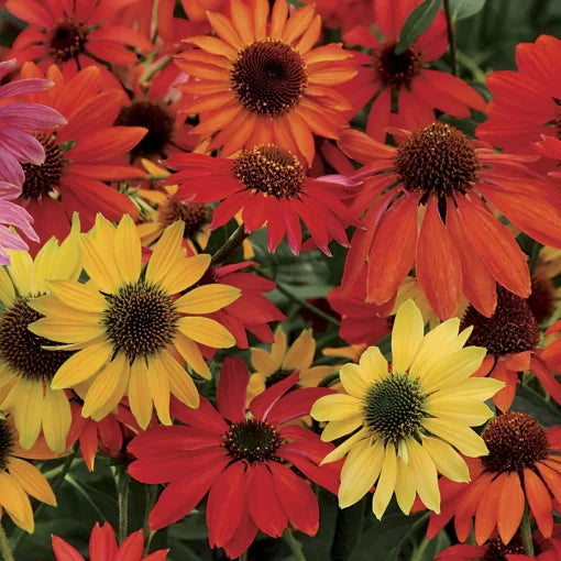 Echinacea Cheyenne Spirit Seeds Tall Rustic Coneflower Variety High Germination Garden Seeds heirloom non-gmo seeds