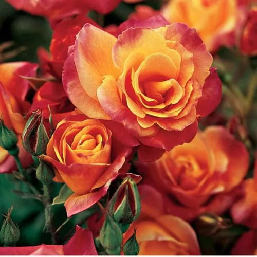 Josephs Coat Climbing Rose Seeds Multicolor Climbing Rose Variety High ...