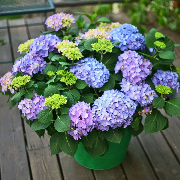 flowers high quality flower seeds for growing vibrant and colorful blooms in home gardens and landscapes organic flowers premium organic flower seeds for sustainable gardening and beautiful blossoms suitable for all climates