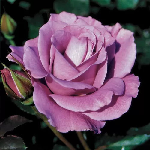 Angel Face Floribunda Rose Seeds Lavender Ruffled Floribunda Rose High Germination Garden Seeds heirloom non-gmo seeds