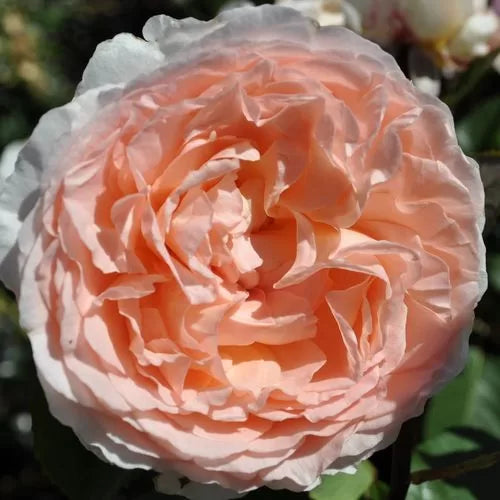Bliss Parfuma Hybrid Tea Rose Seeds Highly Fragrant Blush Rose High Germination Garden Seeds heirloom non-gmo seeds