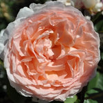 Bliss Parfuma Hybrid Tea Rose Seeds Highly Fragrant Blush Rose High Germination Garden Seeds heirloom non-gmo seeds