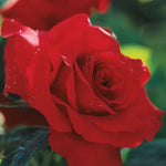 Opening Night Rose Seeds Deep Red Hybrid Tea Rose Variety High Germination Garden Seeds heirloom non-gmo seeds