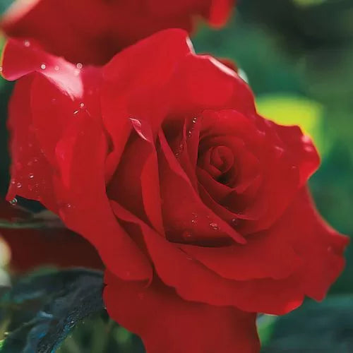 Opening Night Rose Seeds Deep Red Hybrid Tea Rose Variety High Germination Garden Seeds heirloom non-gmo seeds