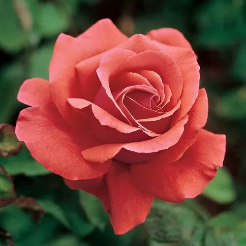 Fragrant Cloud Hybrid Tea Rose Seeds Strongly Scented Coral Rose High Germination Garden Seeds heirloom non-gmo seeds
