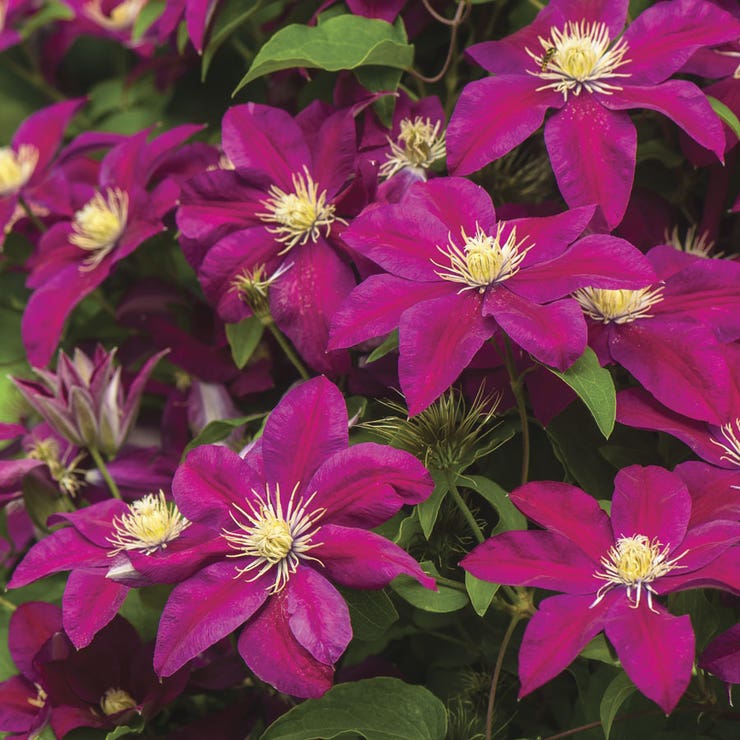 flowers high quality flower seeds for growing vibrant and colorful blooms in home gardens and landscapes organic flowers premium organic flower seeds for sustainable gardening and beautiful blossoms suitable for all climates