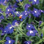 Blue with Eye Lobelia Seeds Masterpiece Blue White-Eye Lobelia High Germination Garden Seeds heirloom non-gmo seeds