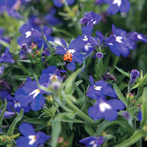 Blue with Eye Lobelia Seeds Masterpiece Blue White-Eye Lobelia High Germination Garden Seeds heirloom non-gmo seeds
