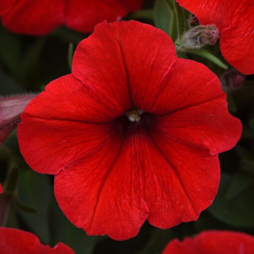 Red Petunia Seeds Easy Wave Bright Red Petunia Variety High Germination Garden Seeds heirloom non-gmo seeds