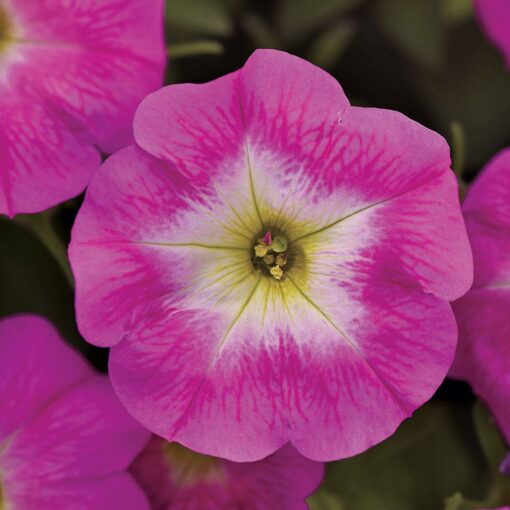 Rose Morn Petunia Seeds Easy Wave Pink-Blush Morning Petunia High Germination Garden Seeds heirloom non-gmo seeds