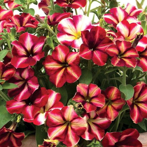 Star Petunia Seeds Romantica Star-Pattern Garden Petunia High Germination Garden Seeds heirloom non-gmo seeds