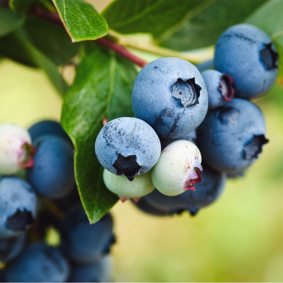 Vaccinium angustifolium blueberry plant seeds for container gardening