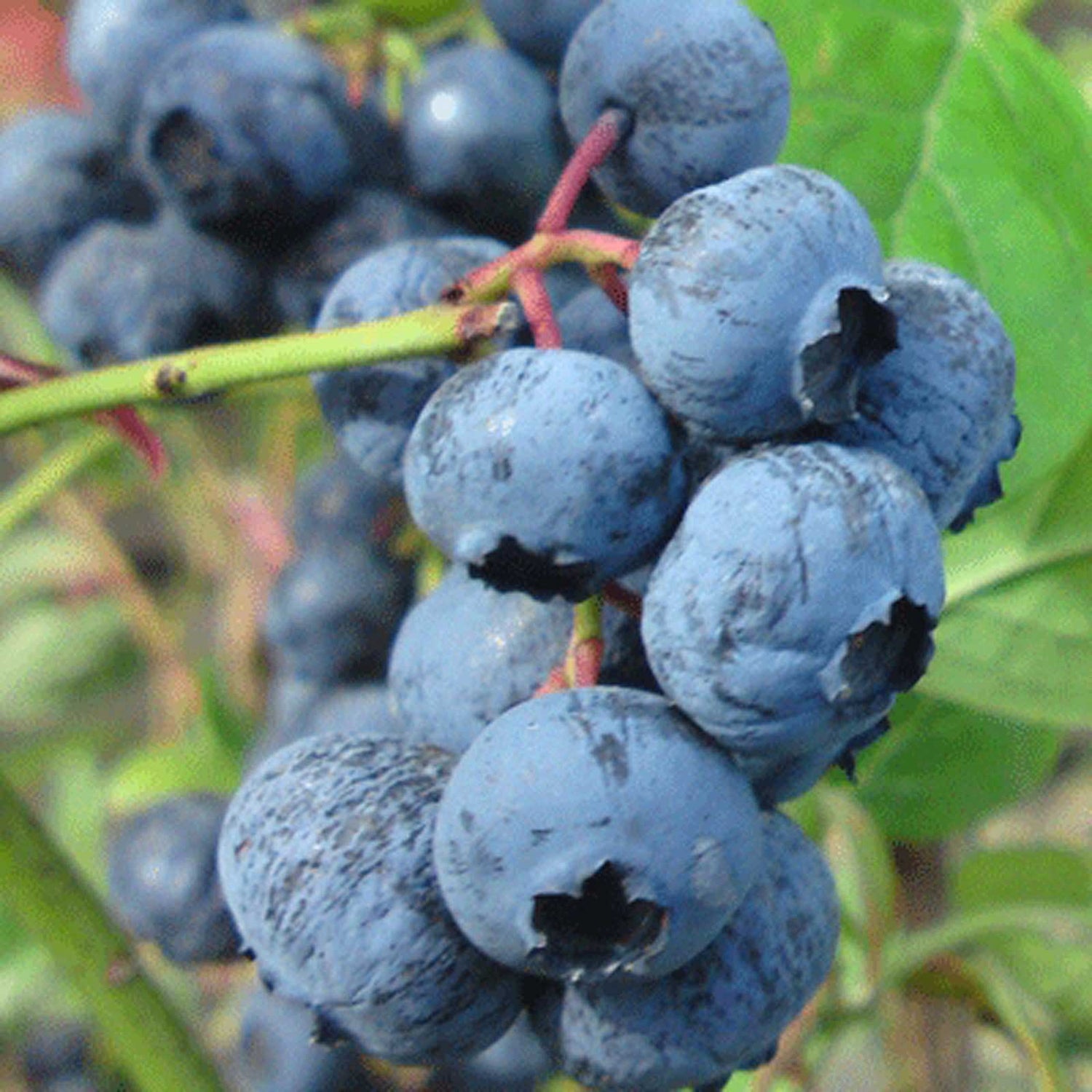 Vaccinium corymbosum blueberry seeds for backyard garden