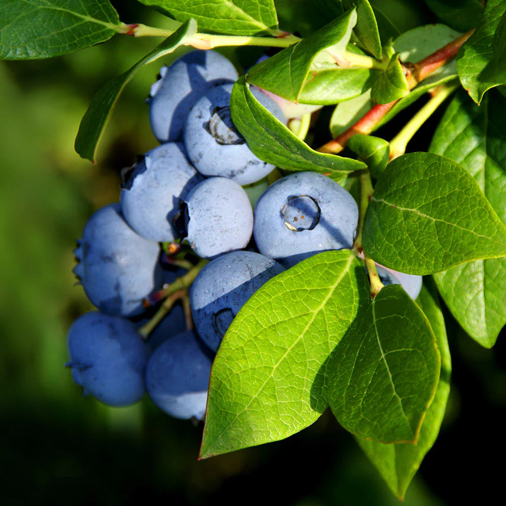 Vaccinium corymbosum blueberry seeds non GMO