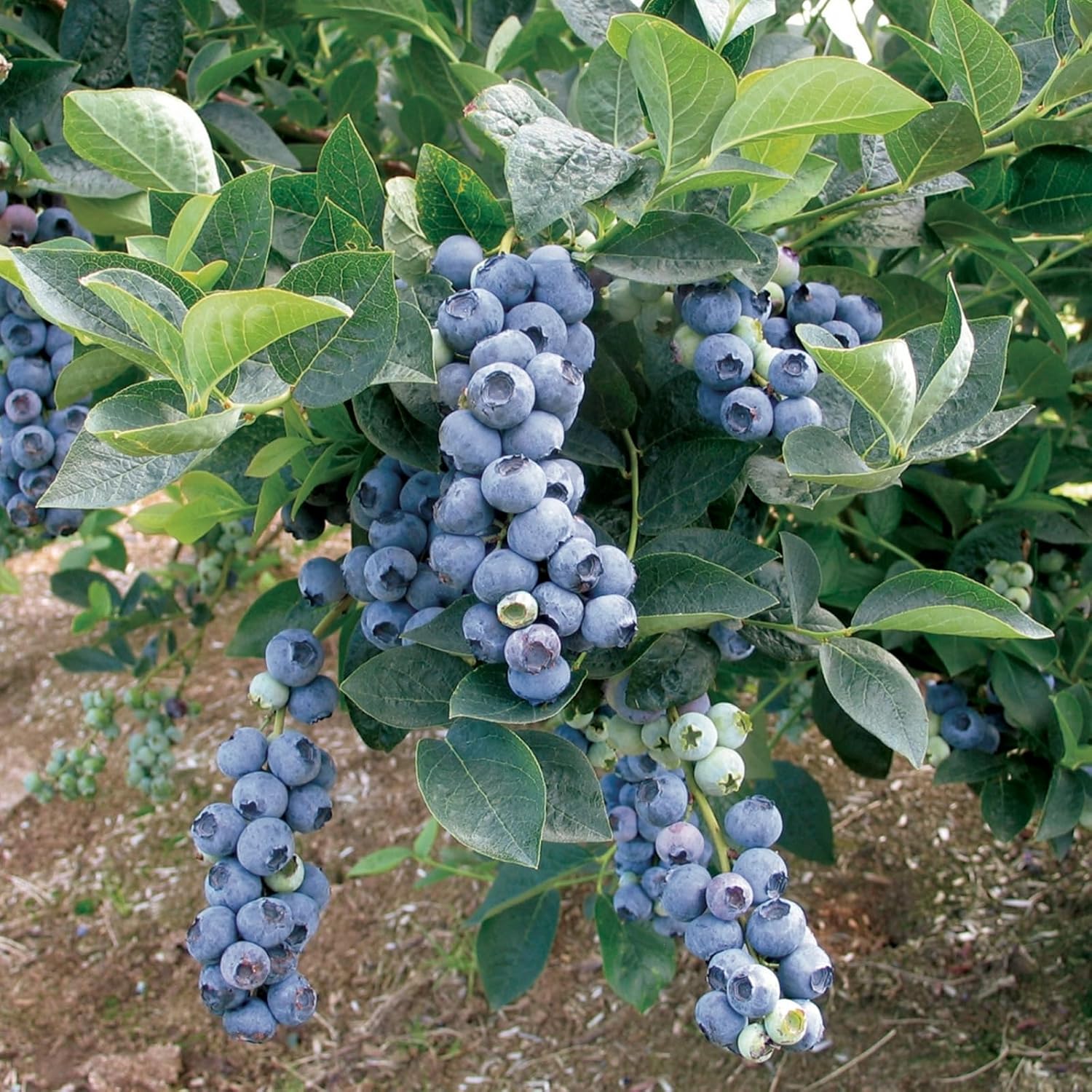 Vaccinium corymbosum Chandler Blueberry seeds grow guide