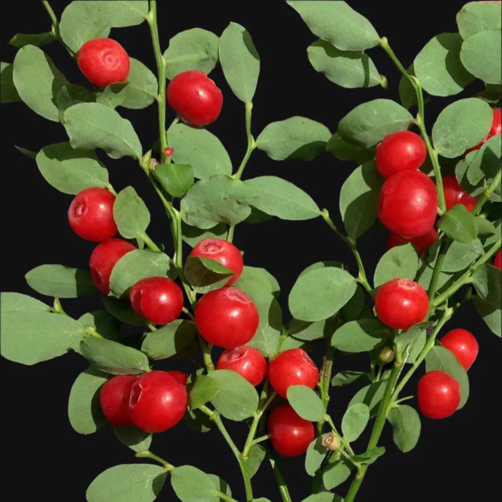 Vaccinium parvifolium non GMO berry bush seeds for edible landscapes