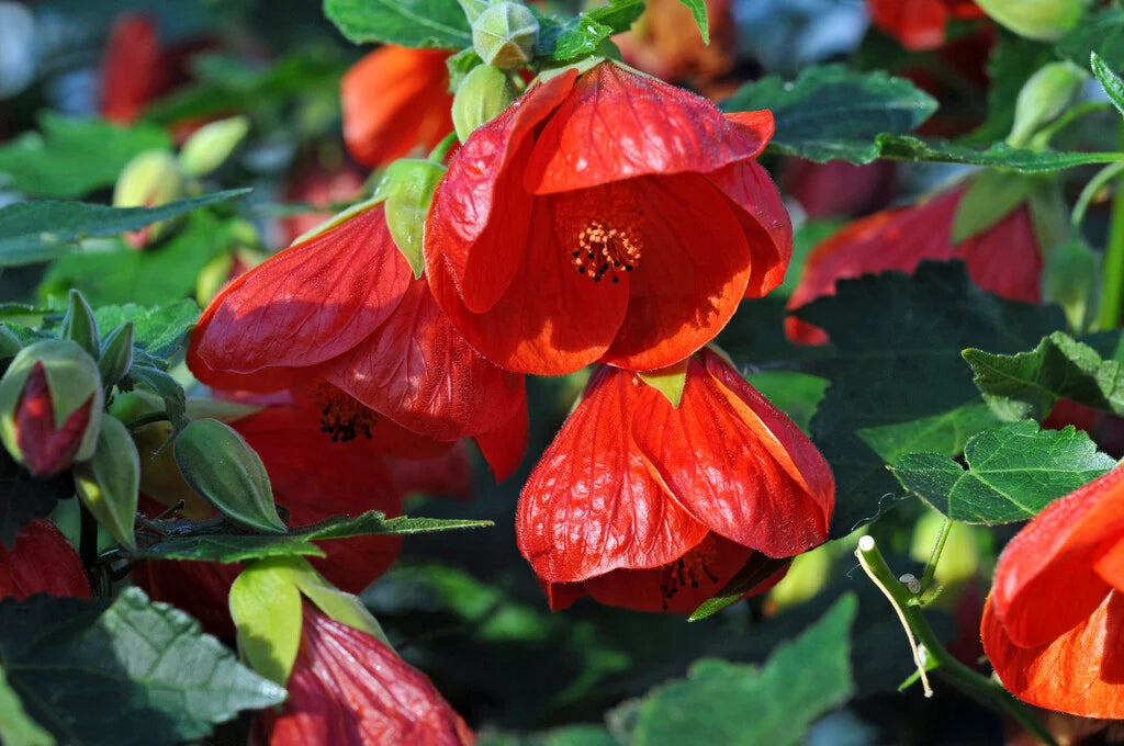 Abutilon hybridum Bellevue Mix Flowering Seeds For Planting in home garden or decorative pots