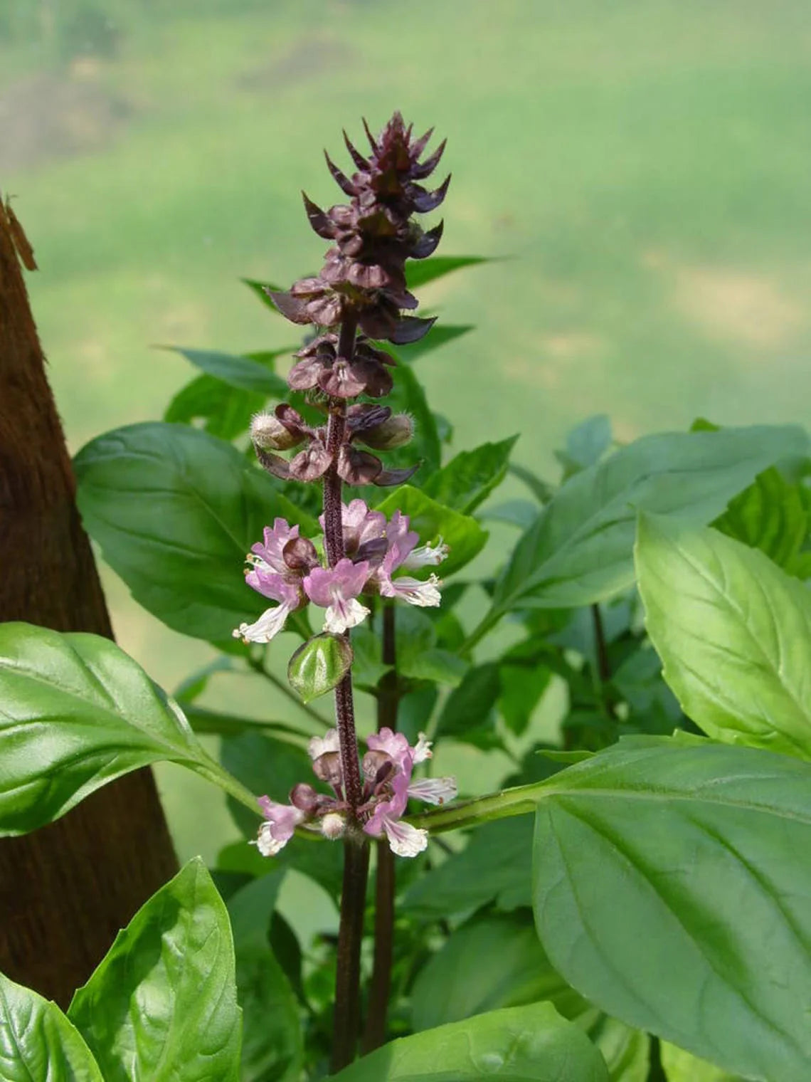 Thai Holy Basil Seeds - Seeds per Pack - Organic Ocimum Sanctum L. for Herb Gardens