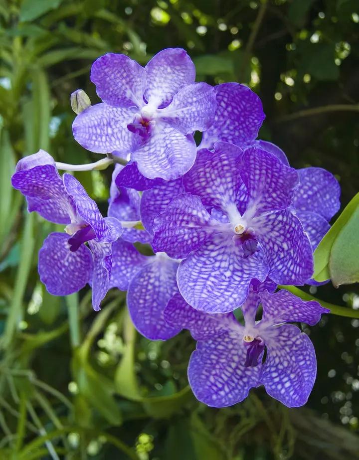 Heirloom Non-GMO Violet Vanda Orchid Flower Seeds for Garden Planting – Exotic Epiphytic Blooms Dhara Seeds