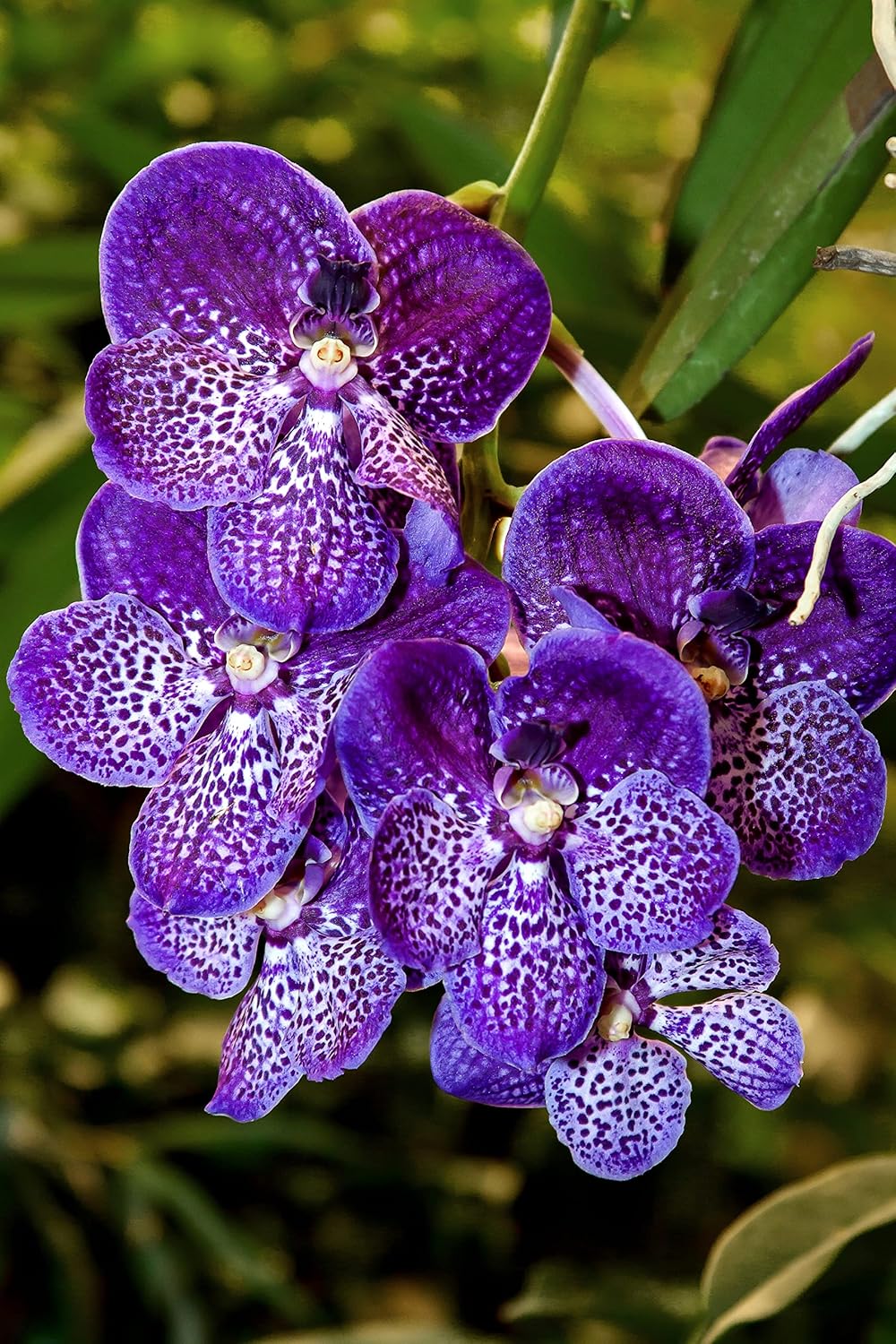 Blue Orchid Vanda coerulea, Beautiful Flower Seeds for Gardening Your Back yard space