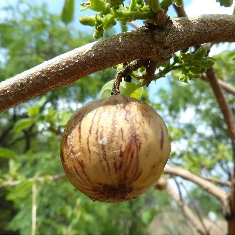 Spanish Tamarind – A Sweet and Tangy Tropical Delight